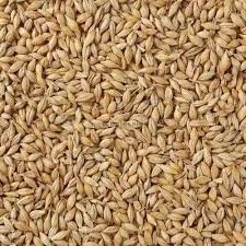 Barley