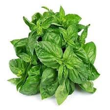 Basil