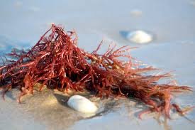 Carrageenan