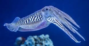 Cuttlefish