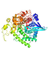 Invertase