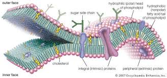Membrane