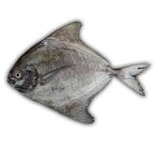 Pomfret