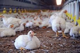 Poultry