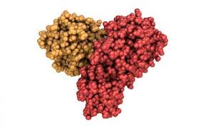 Protease