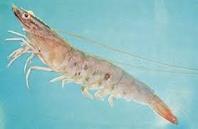 Shrimps