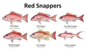 Snappers