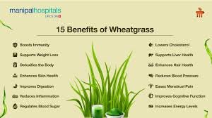 Wheatgrass